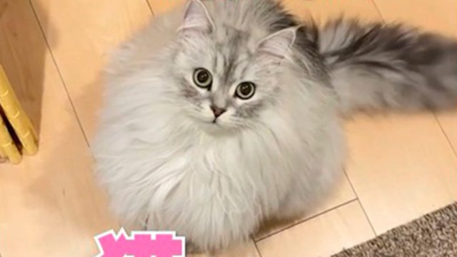 ニャーではなく「？？」と鳴く