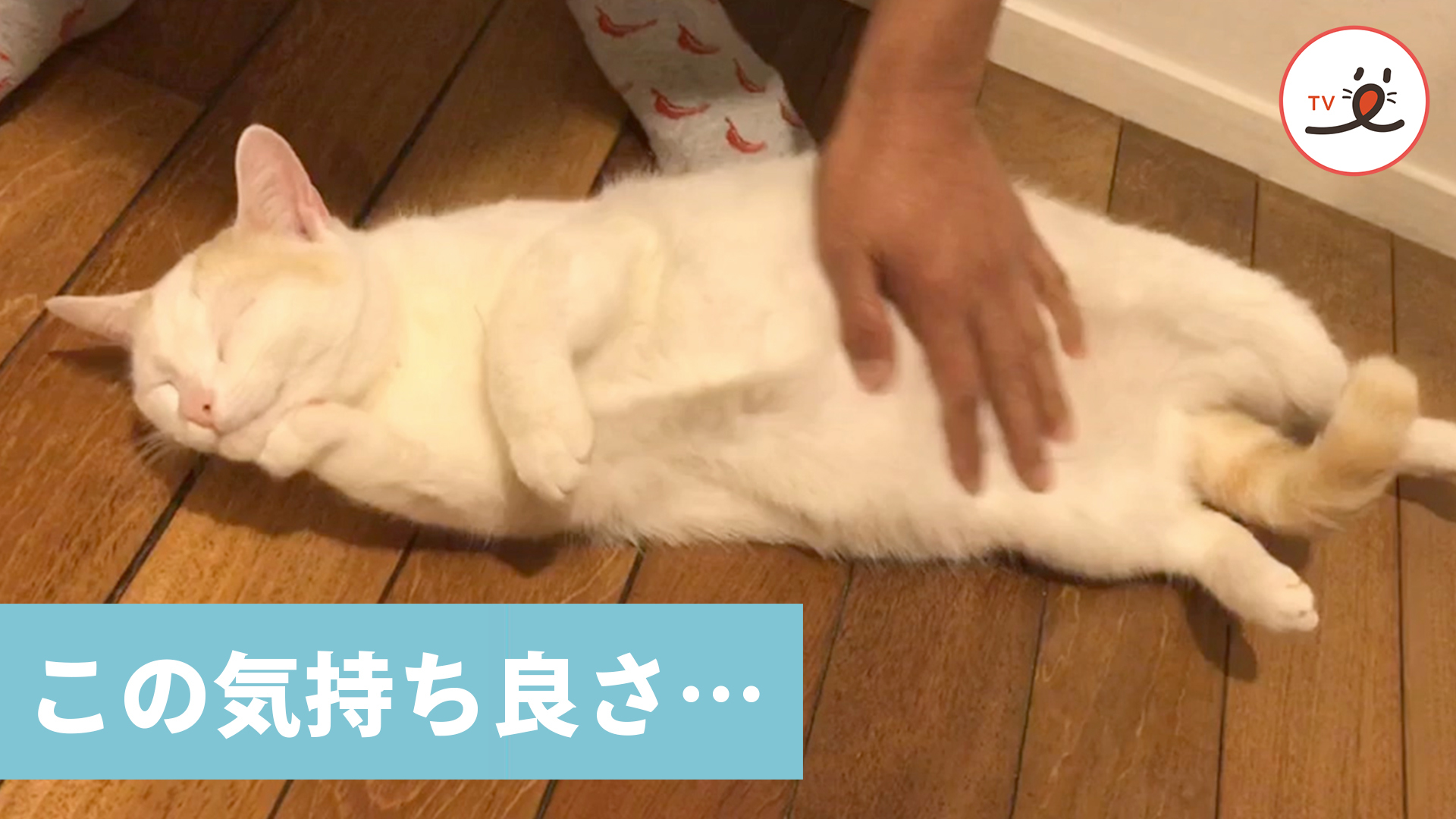飼い主さんのナデナデにメロメロなニャンコ♡