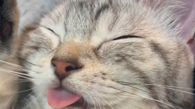 猫さんを寝かしつけてたら…