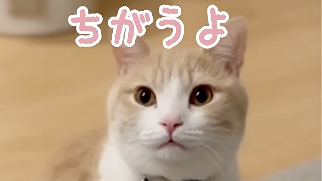 パパに猫語が伝わらない