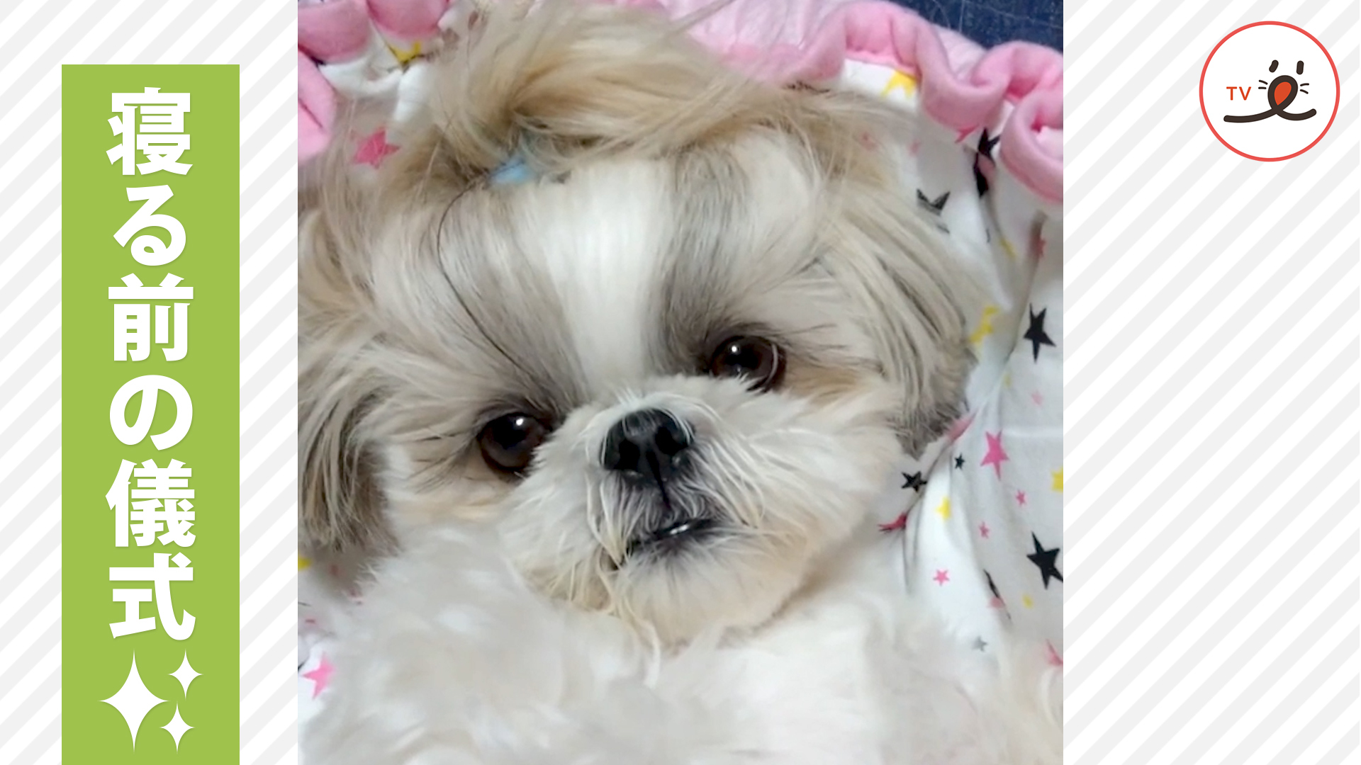 寝る前にある事をおねだりするワンコ♪