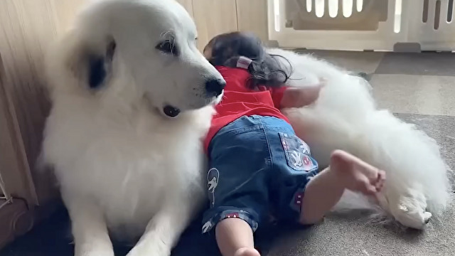 モフモフにダイブ
