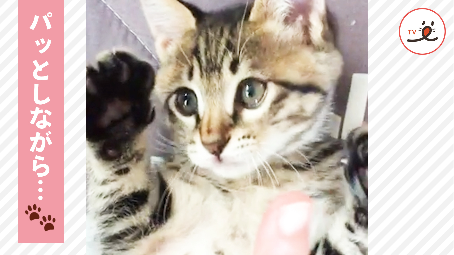 コチョコチョ、パッ！ をしている隙に……