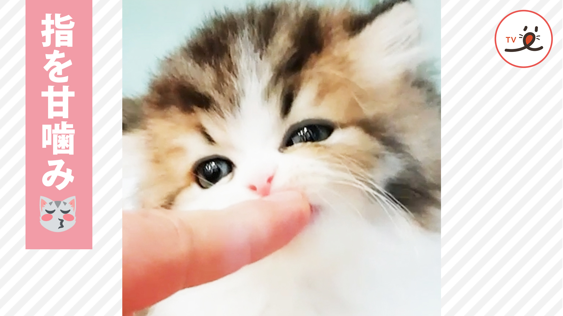 指をはむはむして…💖 甘噛みが可愛い子猫ちゃん💕🐱 | PECO（ペコ）