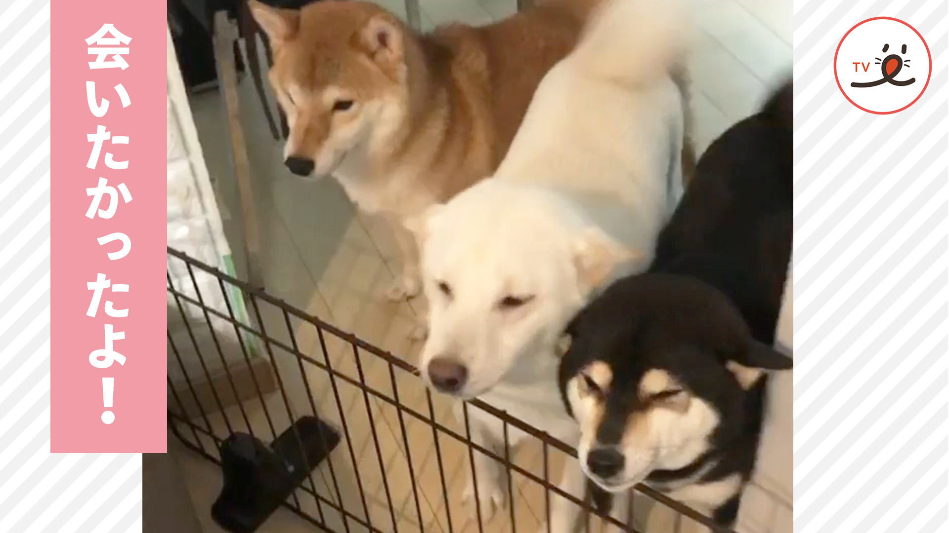 個性豊かな柴犬さんのお出迎え♪