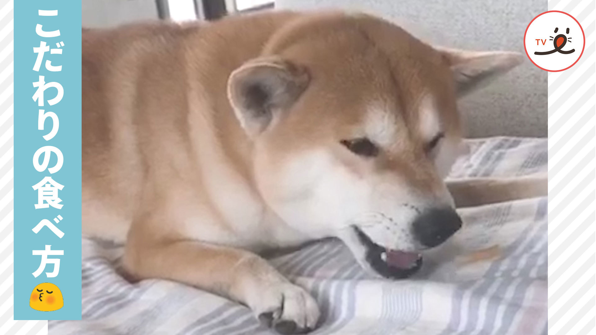 柴犬さん流、おやつの食べ方！