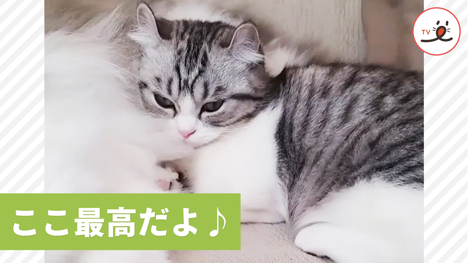 ニャンコも “猫吸い” の虜♡