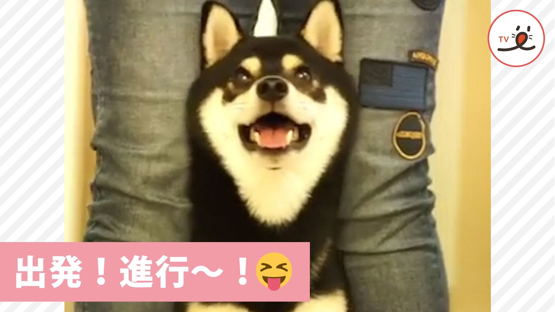 ママと一緒におやつをゲットする柴犬さん