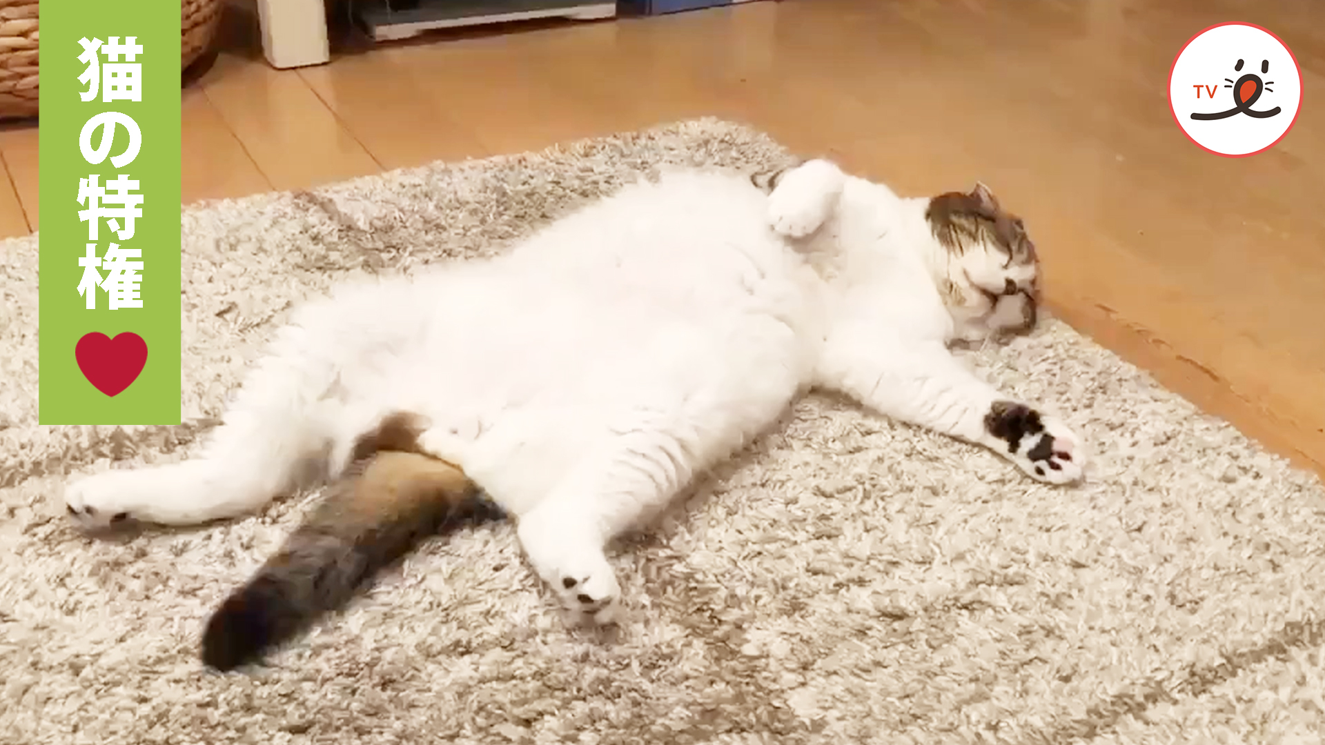 ニャンコ「はぁ～猫でよかったぁ」