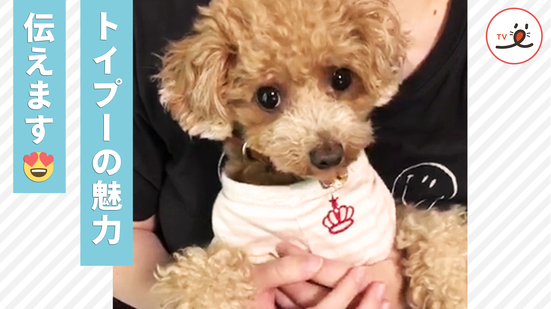 ふわもこの代名詞！ 