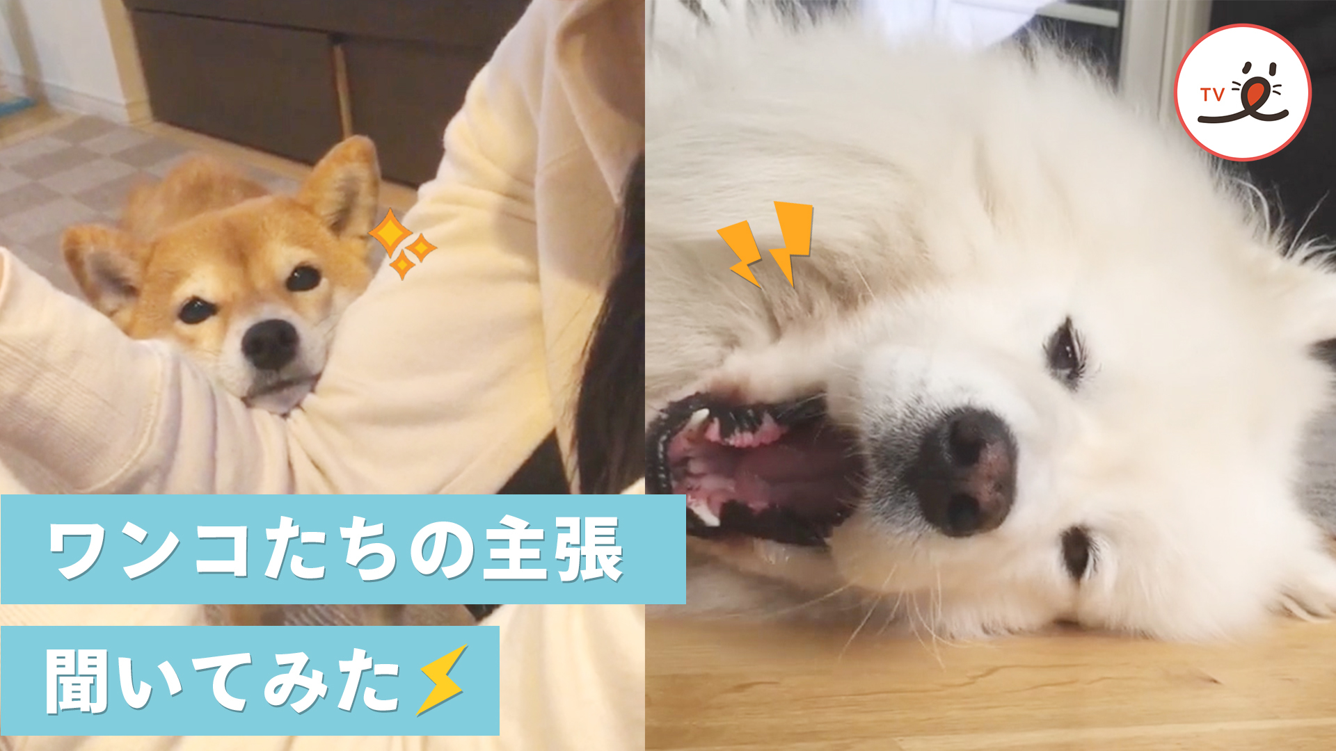 ワンコたちの主張を聞いてみよう！