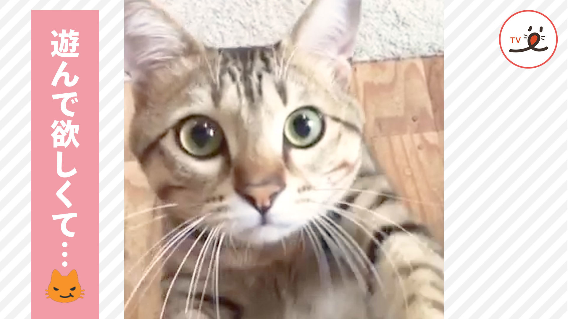 ニャンコ「遊んでくれないと……」