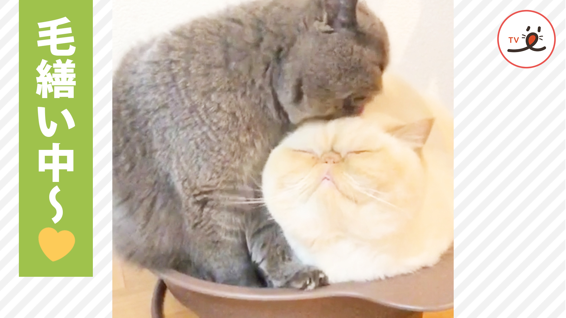 毛繕いでわかるニャンコたちの仲良し度♡