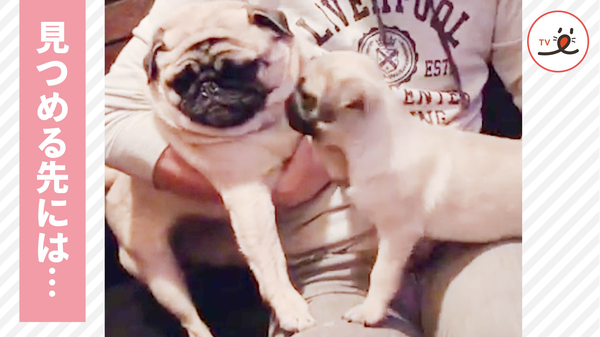 子犬「そのほっぺ、いただきま〜す！」