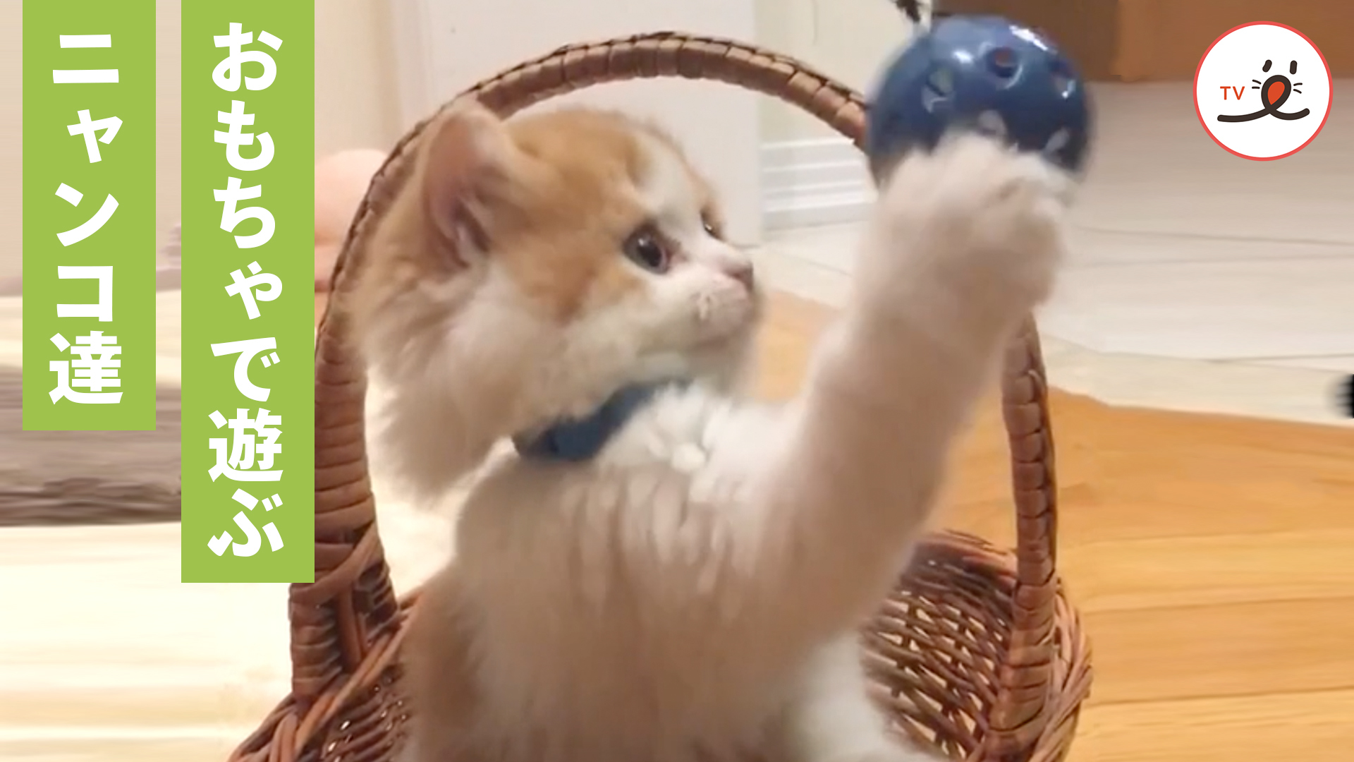 おもちゃに夢中な子猫たちがかわいいっ！