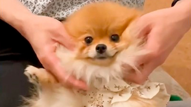 カワイイ招き犬