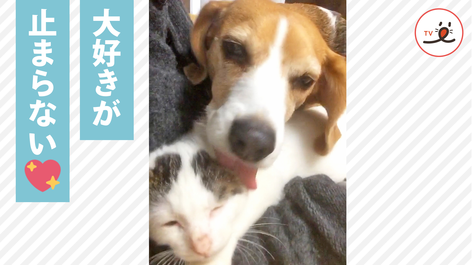 ワンコの愛情表現が熱烈♡