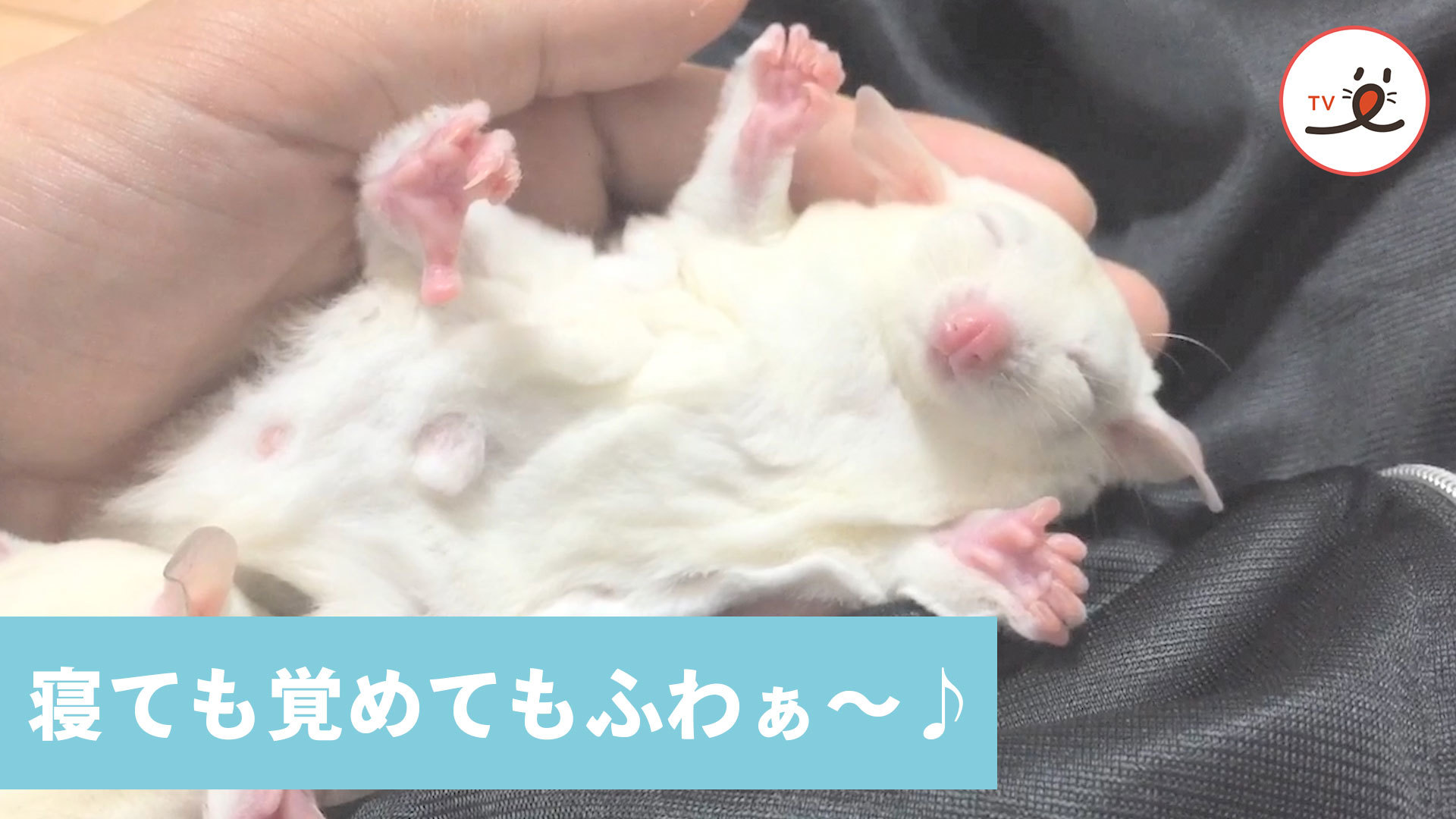 モモンガさんってこんな姿で眠るんだ！