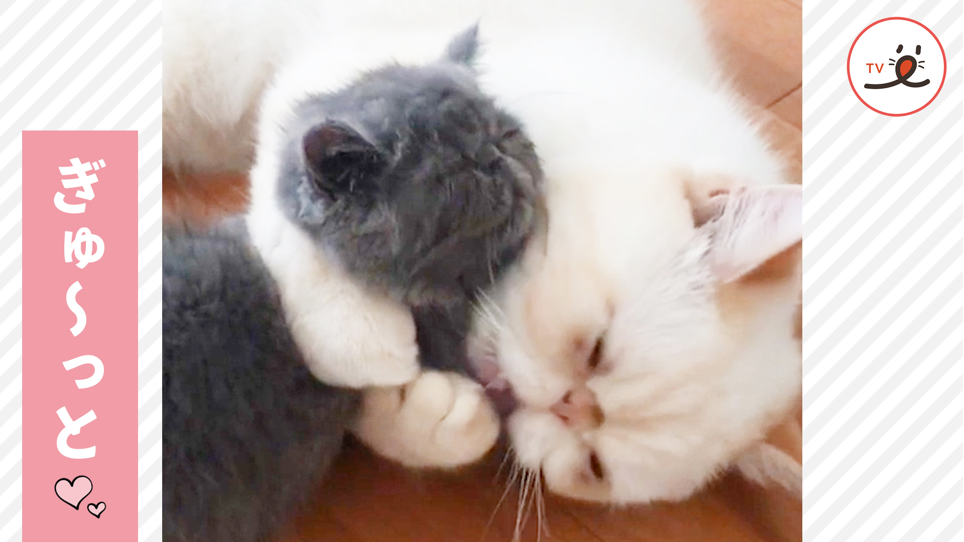 妹猫も思わず逃げだす！？ 熱烈な兄猫の毛づくろい