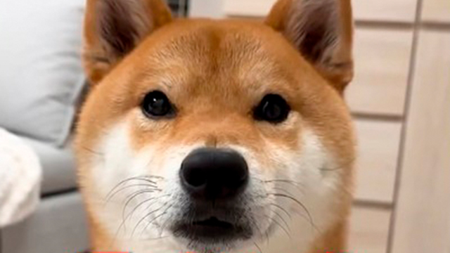 おしゃべりむぎ茶くん