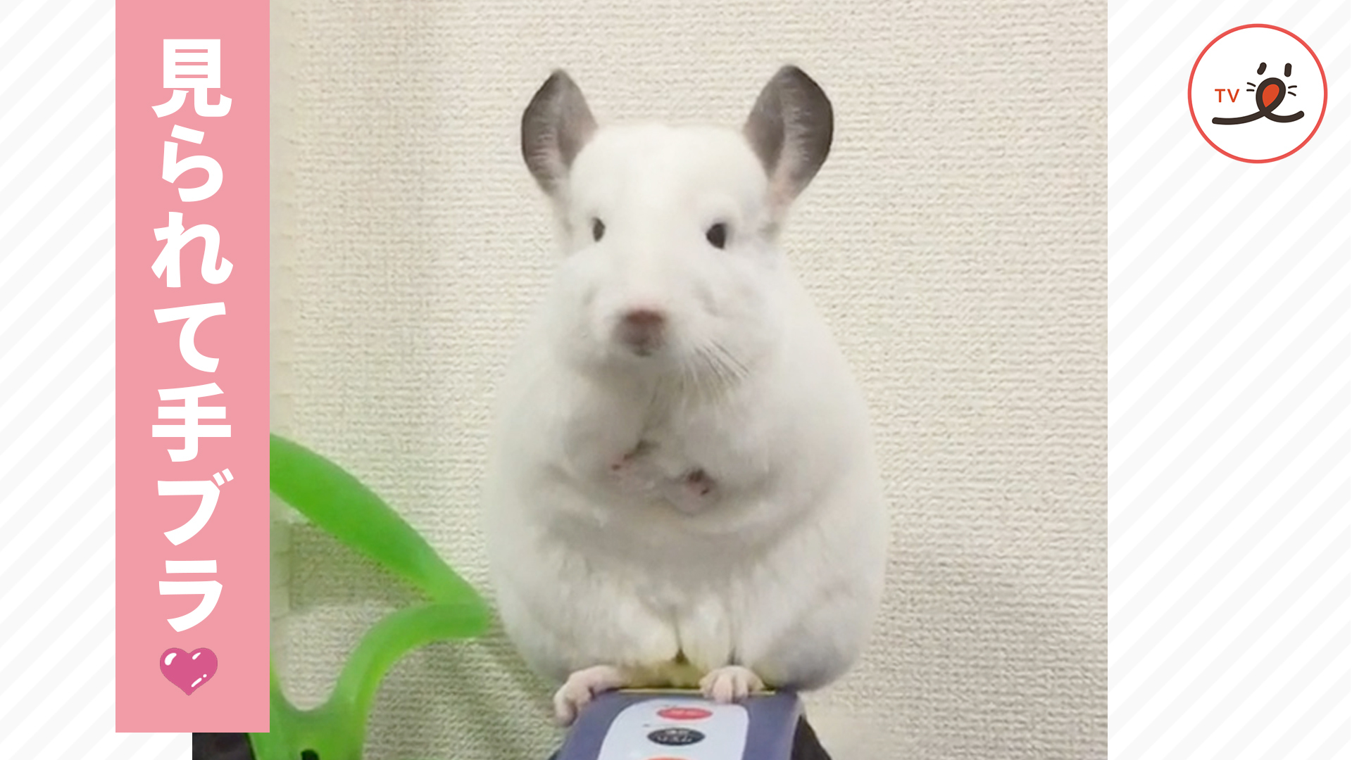 チンチラさんの毛づくろいが独特……