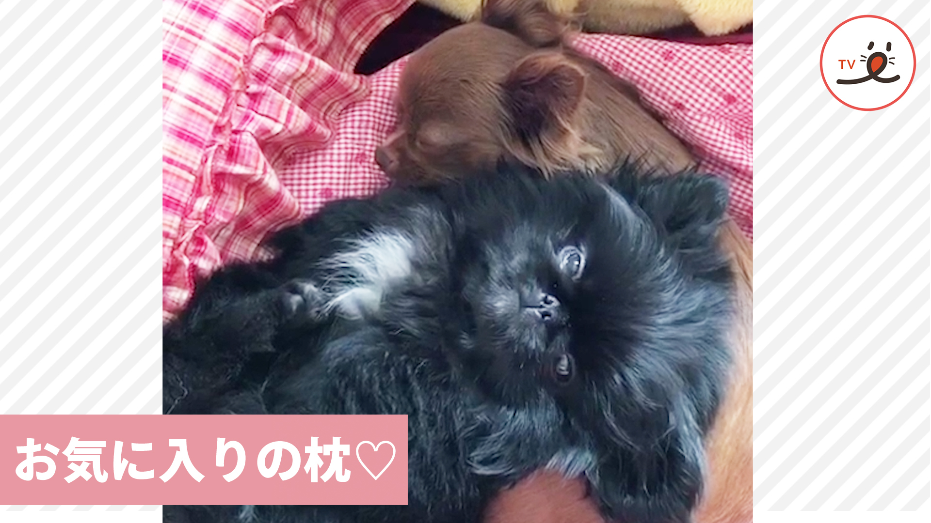 お気に入りの枕は……もふもふ♡