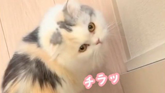 ずっと主さんについて行く猫様が可愛い