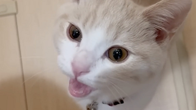 あえてパパにお願い事をする猫さん