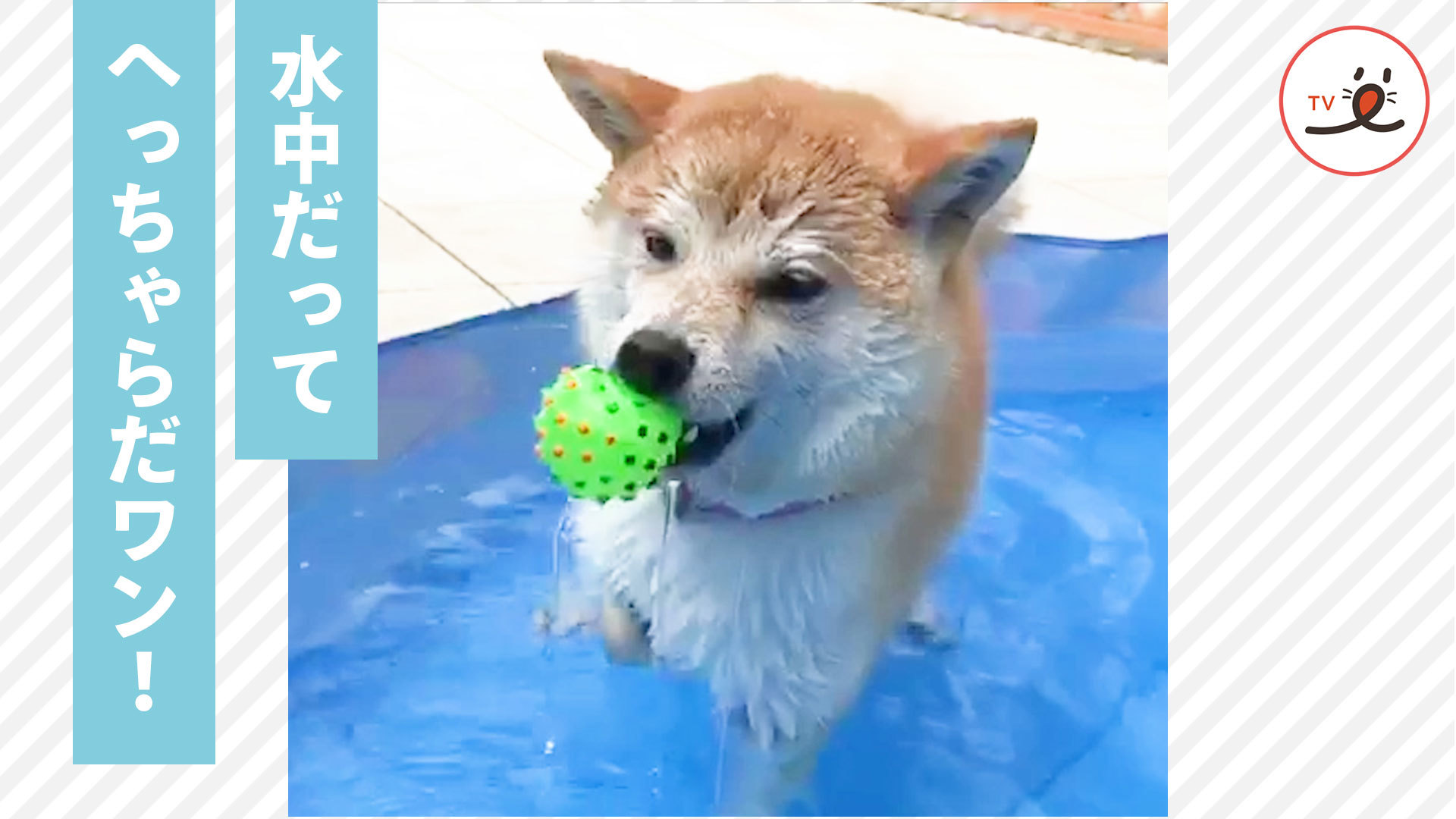 ボールを救出する柴犬さん！