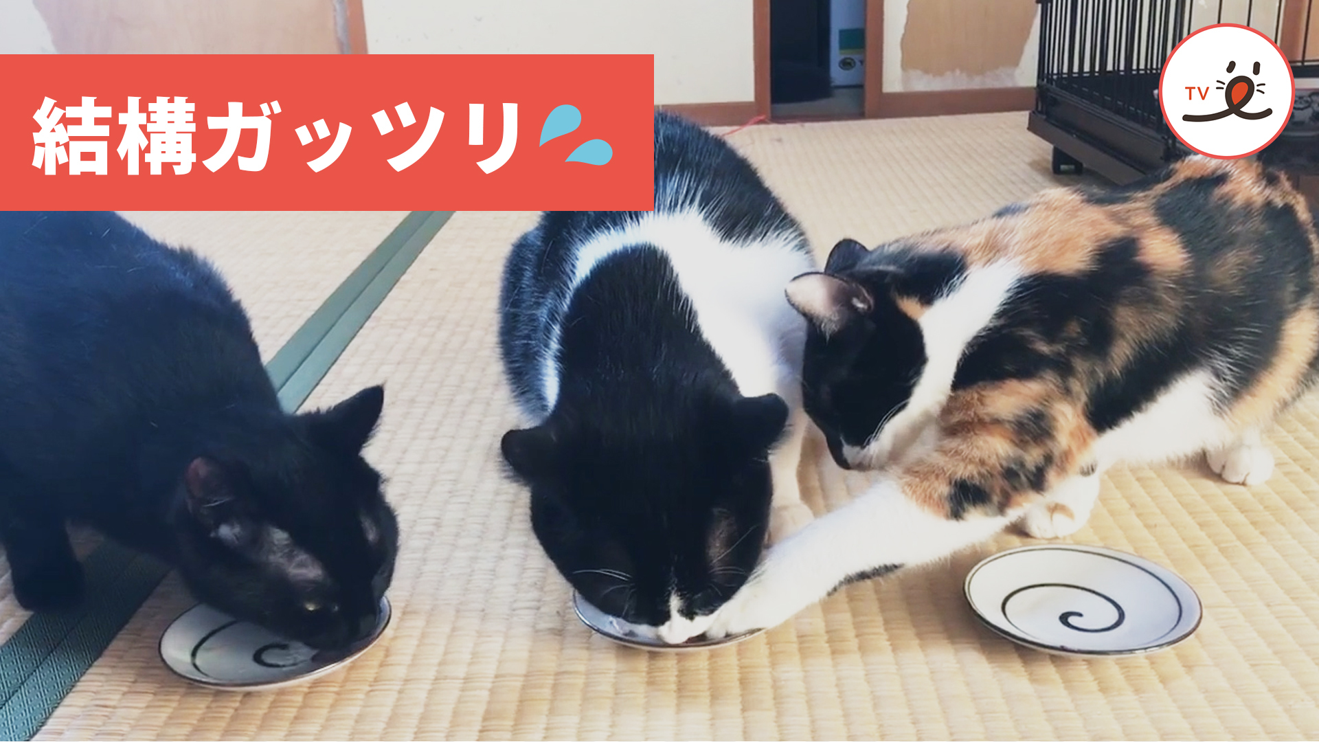 並んで食事をするニャンコたち。油断すると……