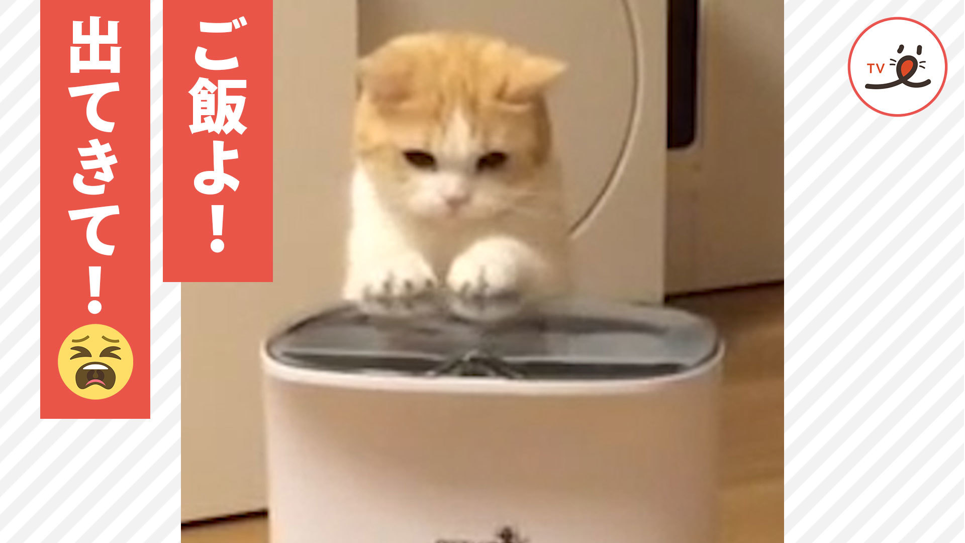 自動給餌器の仕組みに迫るニャンコ！