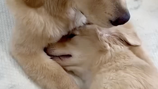 甘え上手すぎる子犬さん