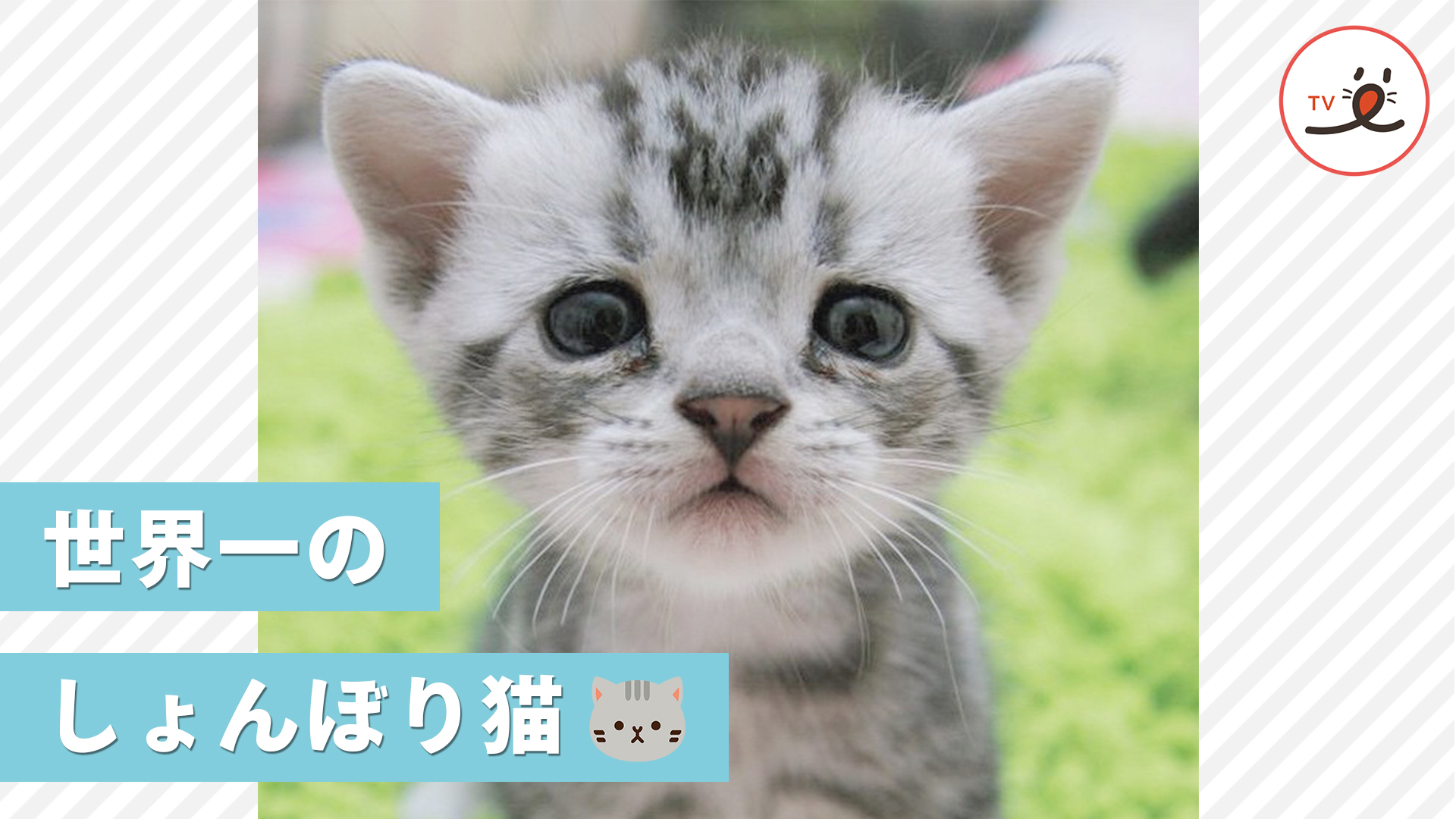 「どうしたの？」と声をかけたくなるニャンコ