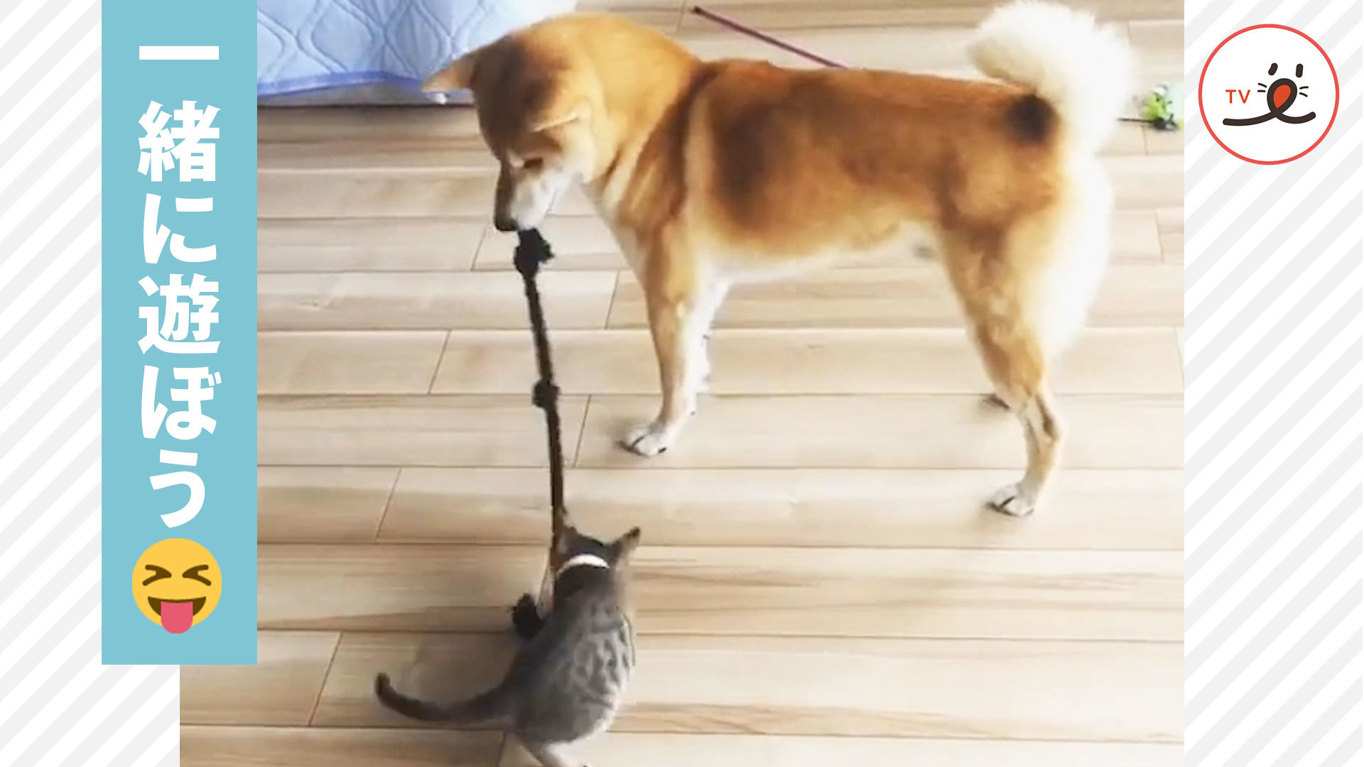 子猫と遊んであげる優しい柴犬さん♡