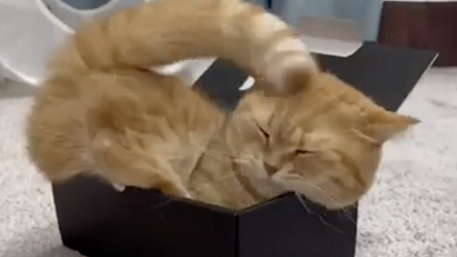 猫はどんな箱でも入れる？