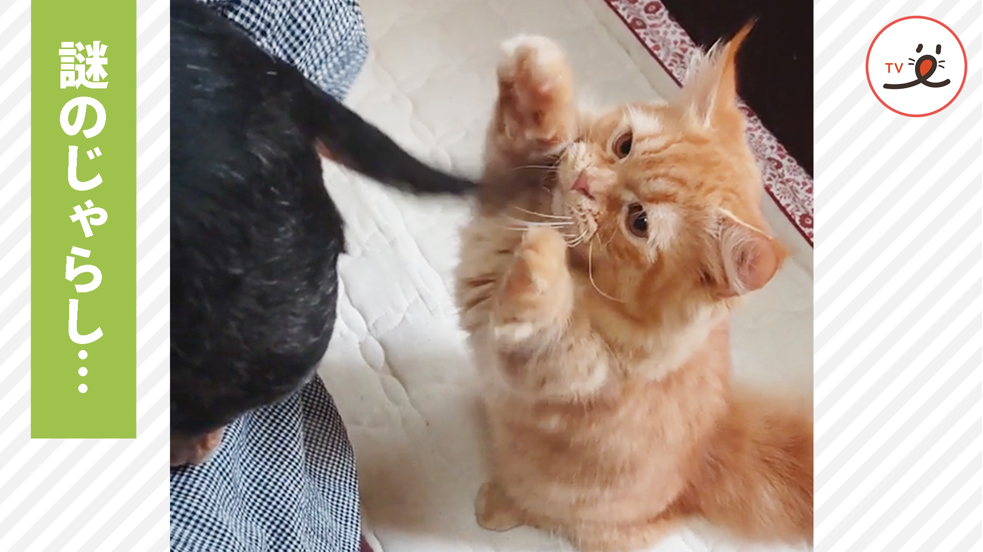 こちょこちょパー シャム猫 ねこ レジン 花 じゃらじゃら ハート 