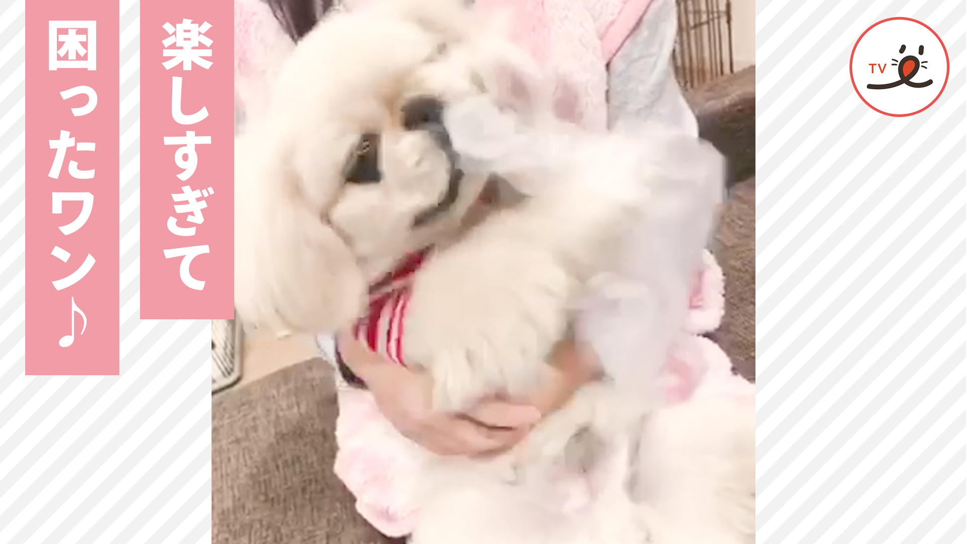ビニール袋の虜になったワンコ♪