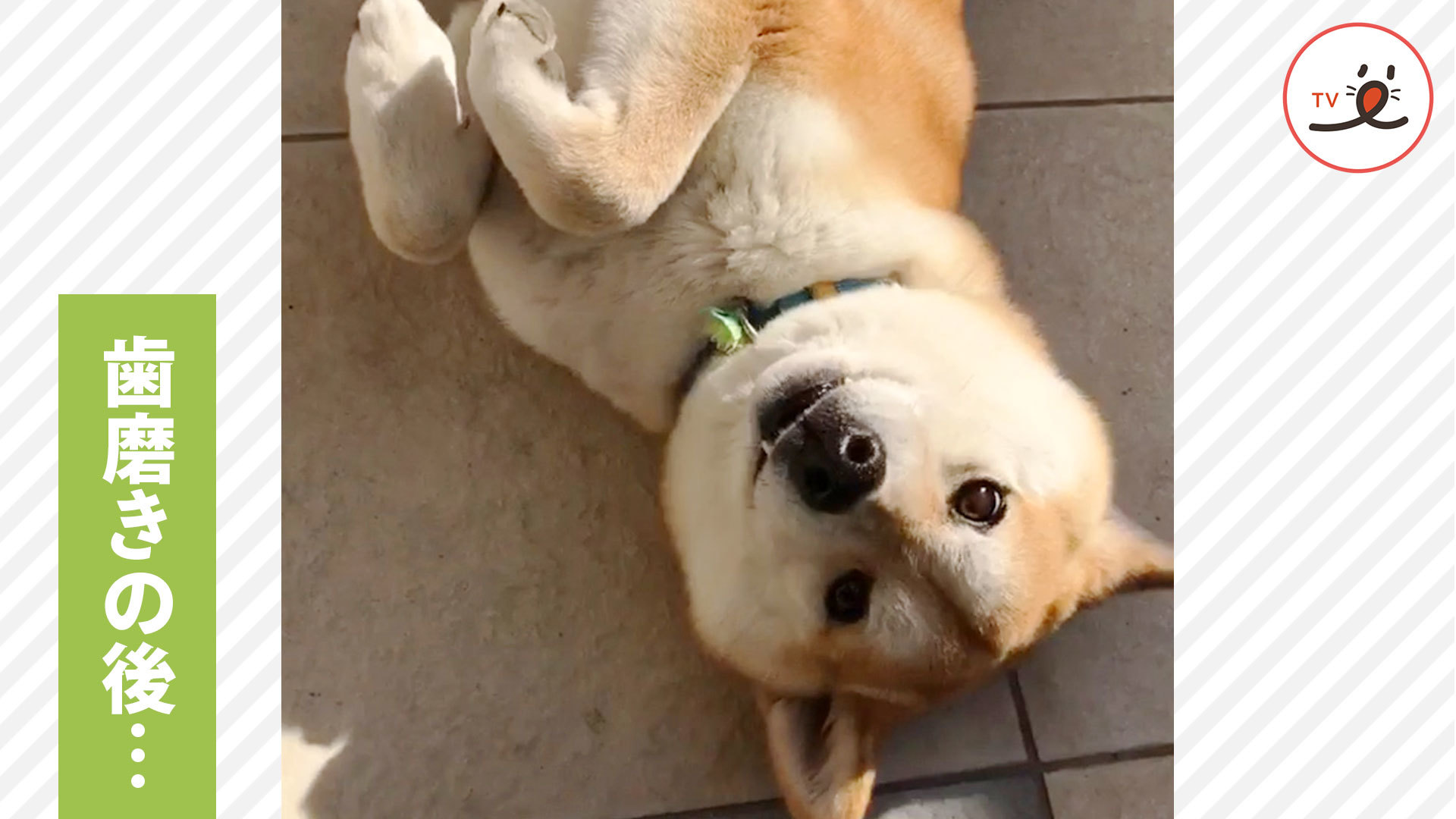 大好きな歯磨きが終わってしまうと……？