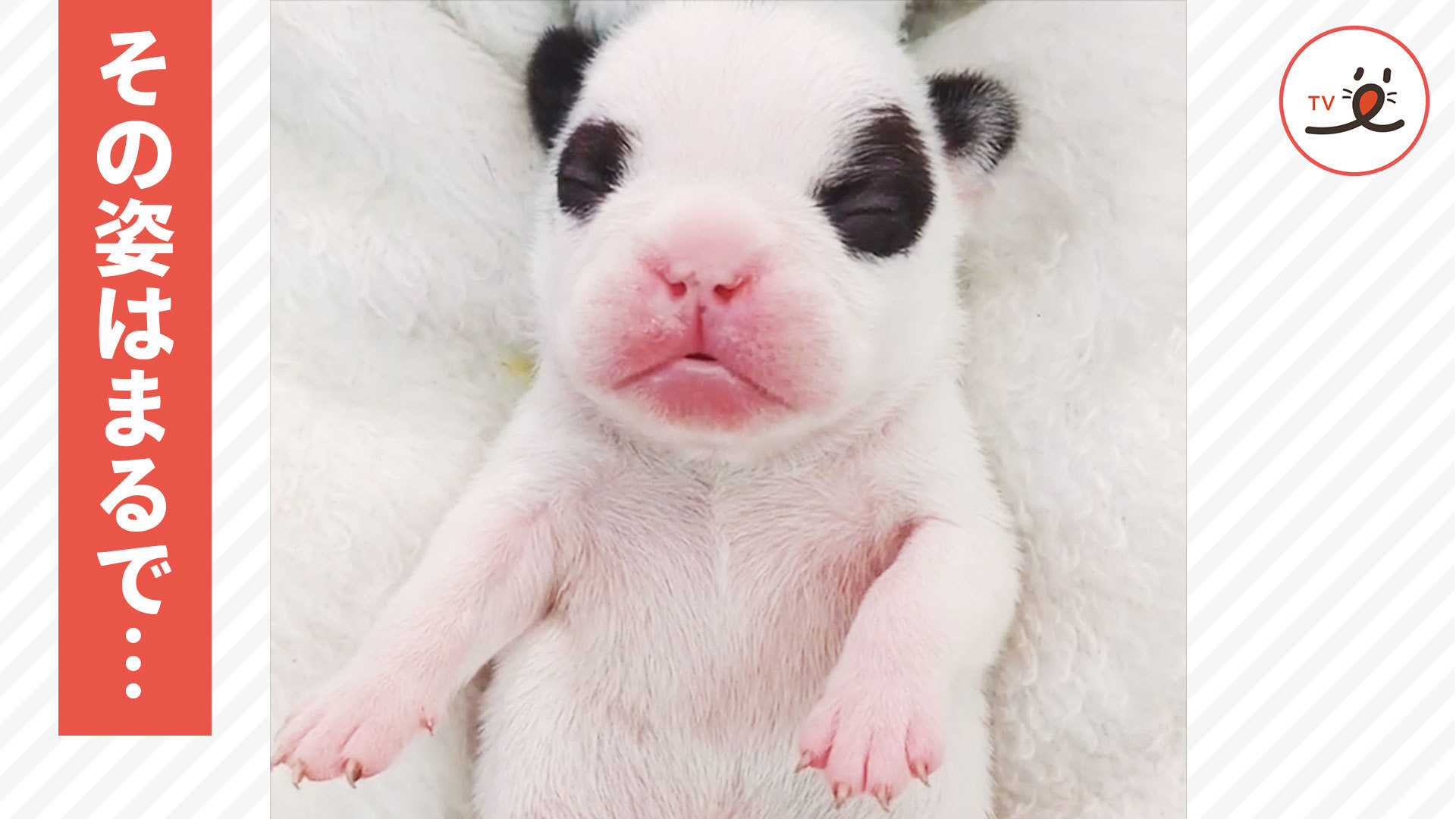 パンダ……？ワンコ……？