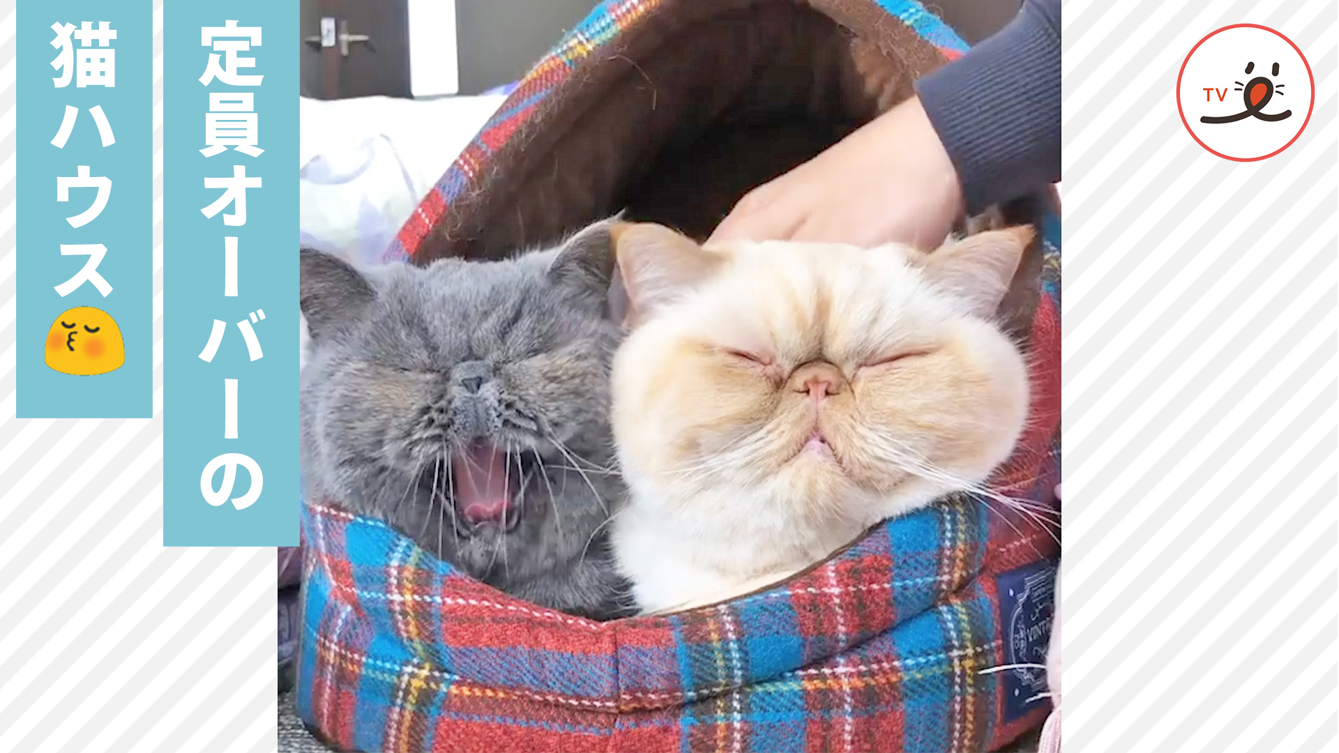 ご満悦なニャンコを見ているだけで幸せ♡