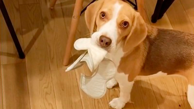 ワンコのイタズラを止める言葉♩