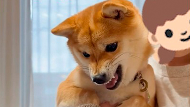 「なぁーんで！」って言う柴犬