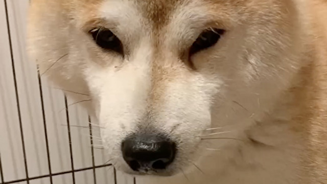 イモのために！とお薬を頑張って飲む柴犬さん