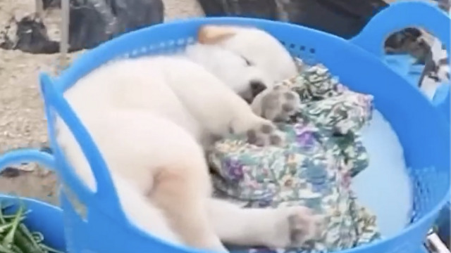 畑で可愛い子犬が収穫されました