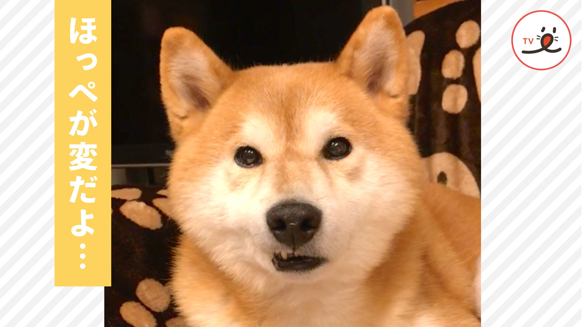 お口に寝癖がついた柴犬さん