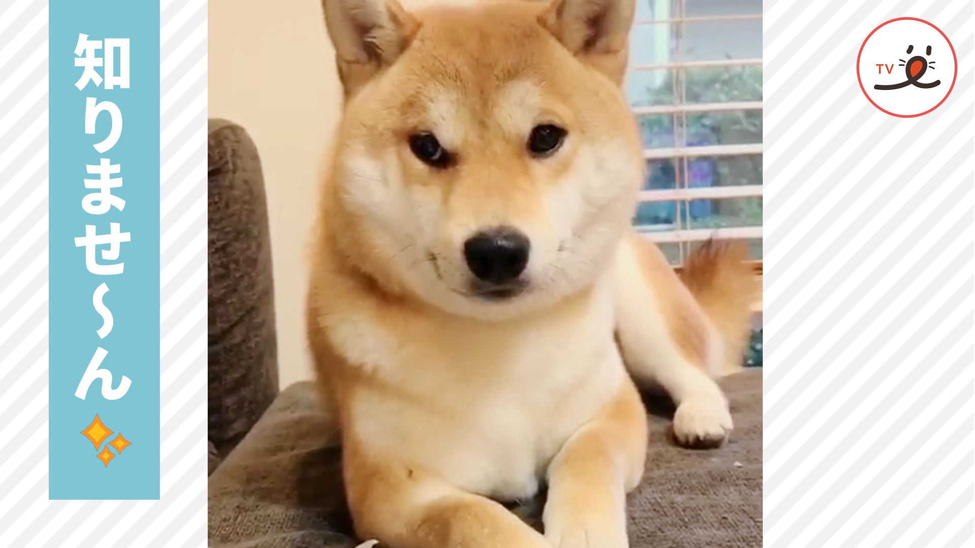 柴犬さんのその表情は……？