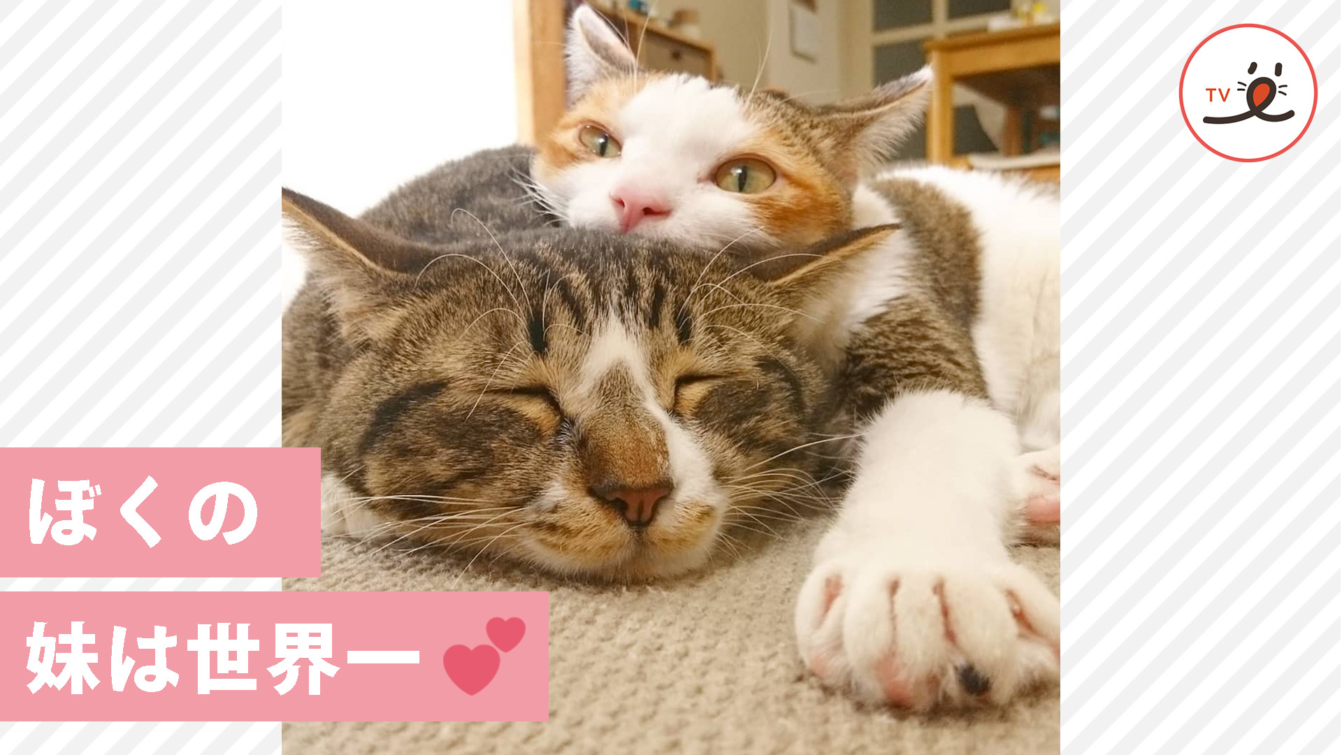 妹猫への愛が爆発！ 推し活が止まらない兄猫