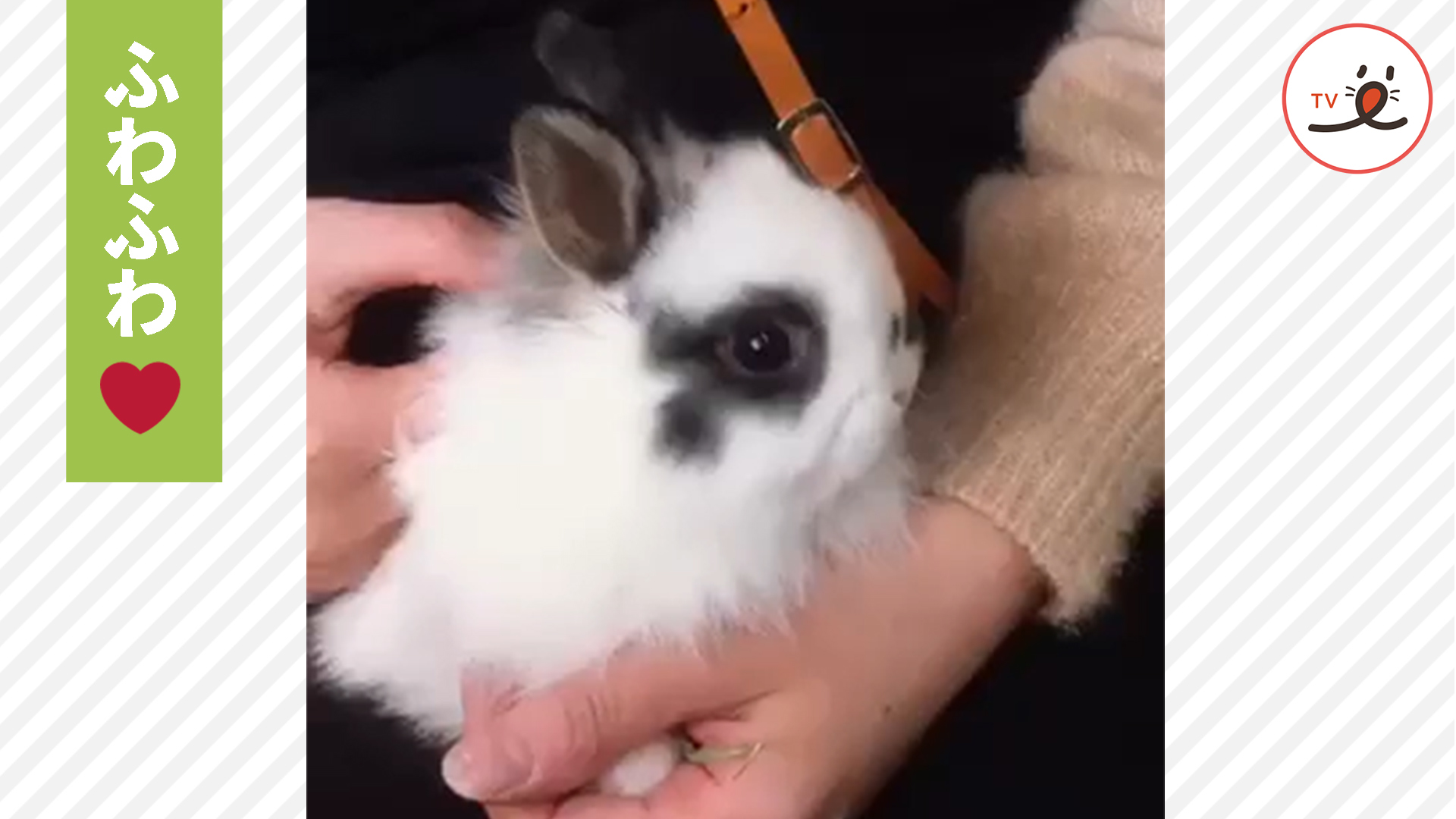はじめまして♪ ふわふな妖精さん♡