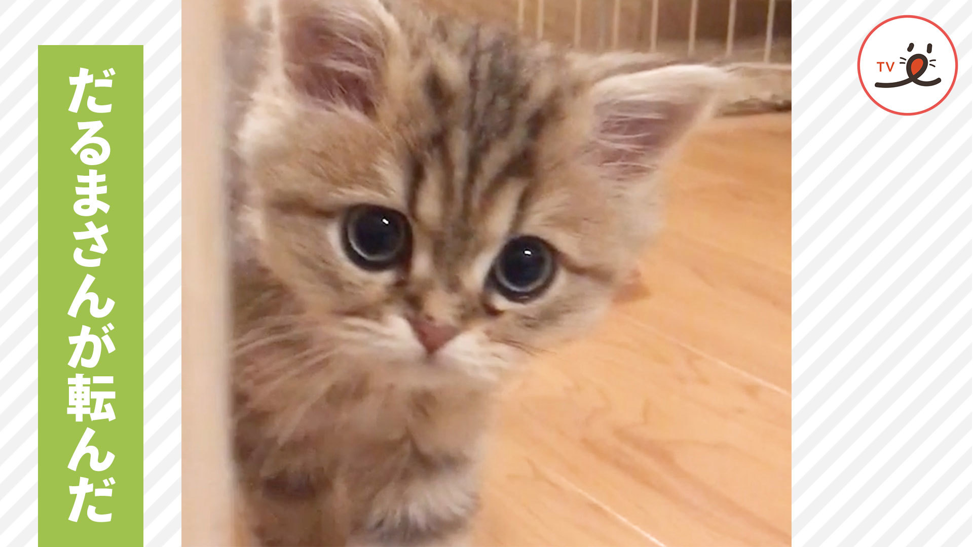 ニャンコとだるまさんが転んだ♪