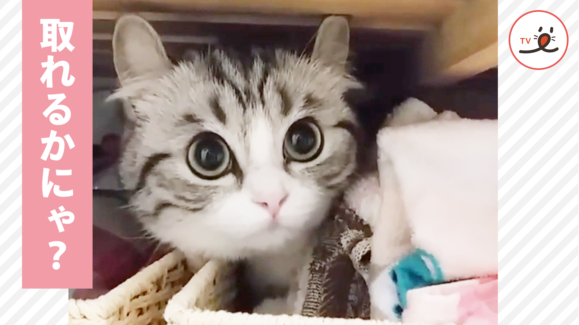 ニャンコがタオルの番人に！